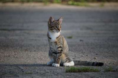 猫 小猫 猫宝宝 年轻的猫 家猫