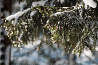 雪 森林 树木 圣诞节 冬天 雪花 下雪的 寒冷的 下雪 自然