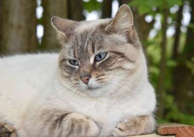 猫 猫Nala 动物 胡子的猫 蓝眼睛 哺乳动物 猫科动物 可爱的