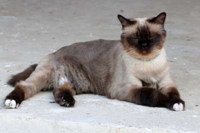 那只猫 缅甸语 猫似的 疲劳的 懒惰的