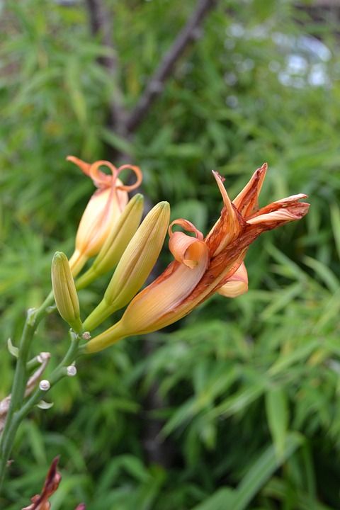 黄花菜 橙色的 芽 虎百合 特写 老虎黄花菜 花园 目睹 花