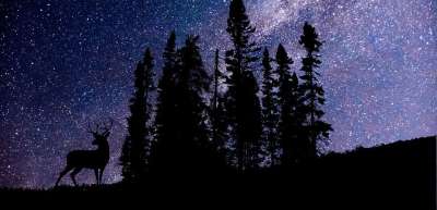 夜晚 自然 森林 星系 宇宙 空间 星星 动物 麈 野蛮的