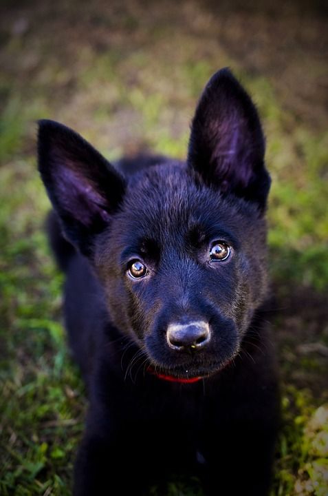 德国牧羊犬 小狗 动物 狗 黑色的