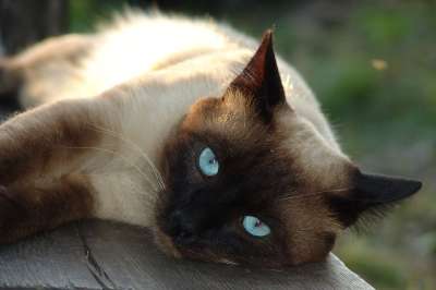 猫 暹罗猫 宠物 暹罗 猫的眼睛 猫眼 猫看起来 蓝眼睛