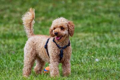 贵宾犬 狗 家畜 可爱的 玩 动物 贵宾犬 贵宾犬 贵宾犬