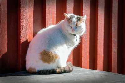 猫 小猫 动物 白色的 坐着 宠物 毛皮 可爱的 基蒂