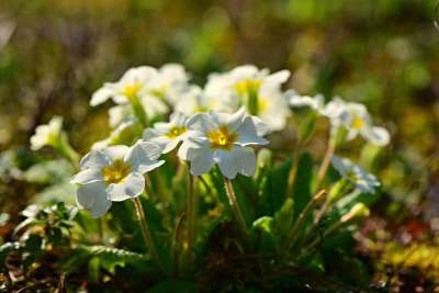 报春花 花 植物 春天 盛开 花园 牛滑 阳光