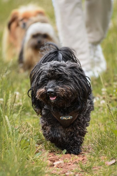 狗 吉娃娃贵宾犬 贵宾犬 混种狗 蓬松的 国内动物 哺乳动物