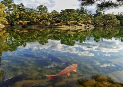 日本 日本人 花园 池塘 丹羽 锦鲤 鱼 红色的 绿色 云