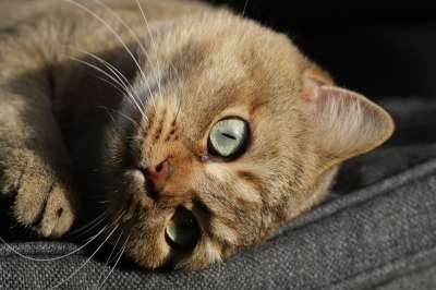 猫 小猫 英国短毛猫 毛皮 蓬松的 柔软的 肖像 动物 哺乳动物