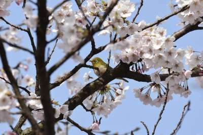 动物 植物 樱桃树 鲜花 日本樱花 鸟 野生鸟 白眼 野生动物