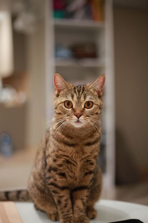 Красивенький Котик Красивая Кошка Кот