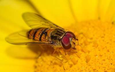 黄花 Hoverfly 授粉 花 Eristalinus 自然 昆虫