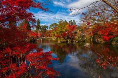 日本人 亚洲 叶子 古老的 自然 树木 禅 花园 风景 文化