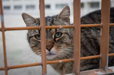 猫咪 动物 老虎 爱 毛皮 宠物 狮子 捕食者 猫 小猫