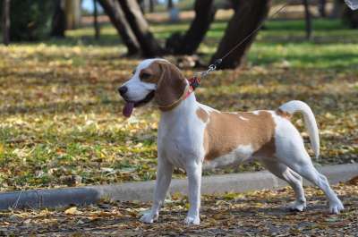 比格犬 狗 可爱的 犬类 宠物 动物 小狗 快乐的 年轻