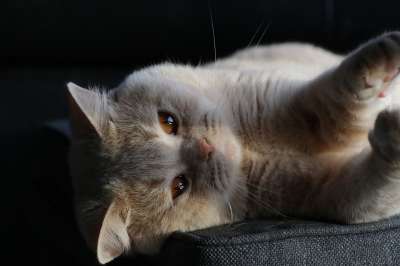 猫 小猫 英国短毛猫 毛皮 蓬松的 柔软的 肖像 动物 哺乳动物