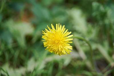 自然 夏天 没有人 植物 花 外部 蒲公英 花园 字段 野蛮的