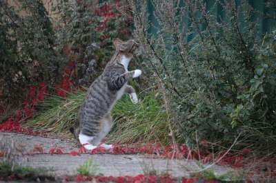 猫 猫宝宝 小猫 家猫 猫孩子 猫男孩 落下 藤叶 树叶