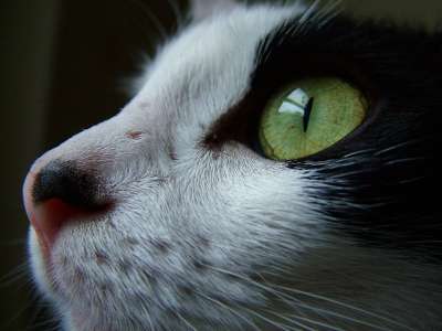 猫 黑色和白色 宠物 眼睛 阿克罗 动物肖像