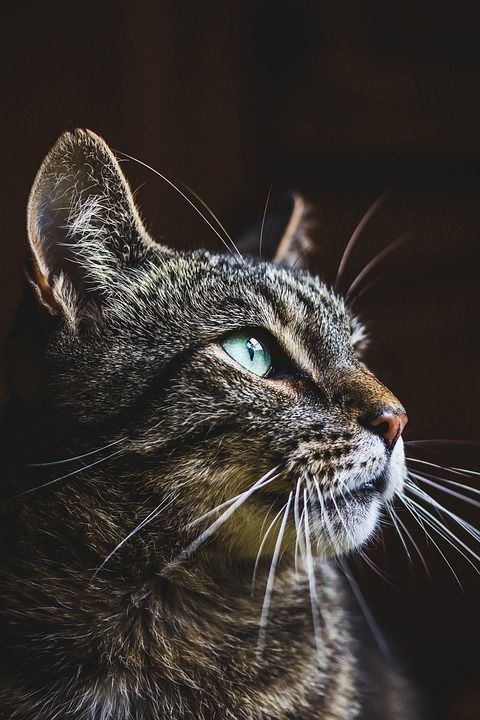 猫 动物 可爱的 肖像 毛皮 家畜 小猫 野生动物