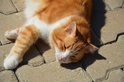 猫 动物 宠物 小猫 哺乳动物 可爱的 小狗 基蒂 棕色的小狗