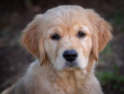 狗 宝贝狗 小狗 金毛猎犬 狗小狗 狗看 肖像 纯种狗 动物肖像