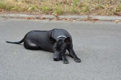 泰国脊背 脊背 泰国脊背犬 年轻的狗 黑色的狗 可爱的狗 狗 家畜