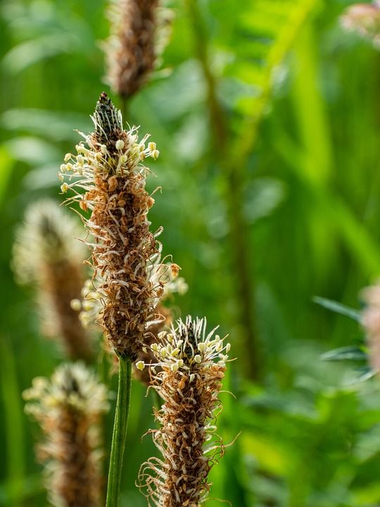 盛开 苗条 渐行渐远 芭蕉 团体 植物群 草地 自然 特写