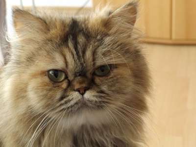 波斯猫 猫 猫科 家猫 品种猫 可爱的 宿醉 家畜 小猫