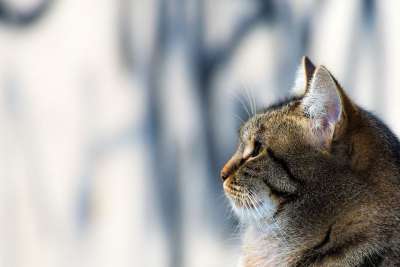 猫 猫科动物 宠物 动物 国内的 哺乳动物 肖像 毛皮 小猫