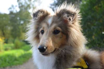 狗 婊子设得兰群岛牧羊犬 年轻的狗 颜色的小鹿与黑复盖 家畜 肖像