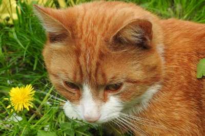 猫 达乔维茨 鲁迪 动物 小猫 雄猫 性质 甜的 可爱的 斑纹