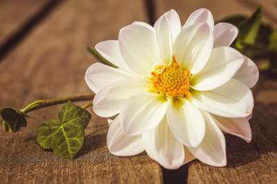 大丽花 开花 花园花 花园大丽花 盛开 夏天 落下 白色的 静物