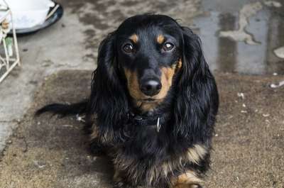 狗 腊肠犬 宠物 动物 小狗 犬类 纯种 国内的 可爱的