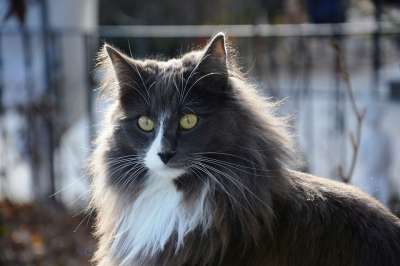 猫 猫脸 灰色的