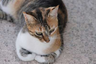 猫 黄金 三色 肖像 说谎 脸 猫眼 打瞌睡 家畜 毛皮