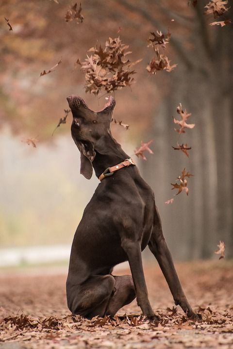 狗 动物 树叶 拉布拉多犬 实验室 宠物 家犬 犬类 哺乳动物