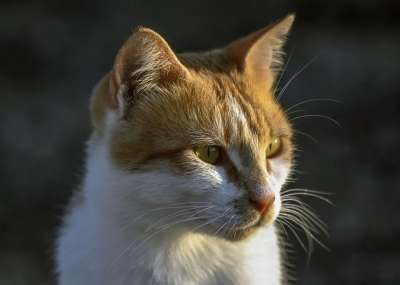 猫 迷路 动物 脸 小猫 自然 可爱的 肖像 眼睛 灰猫