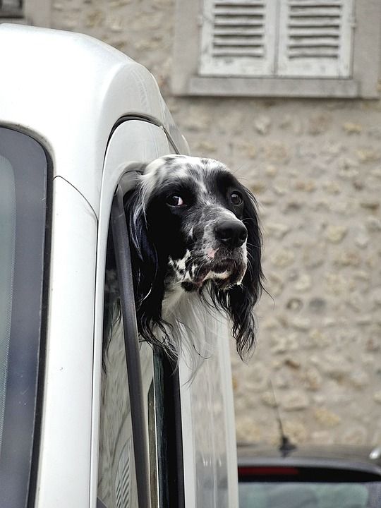 狗 犬齿 宠物 二传 黑色和白色 可爱 肖像 汽车 有趣