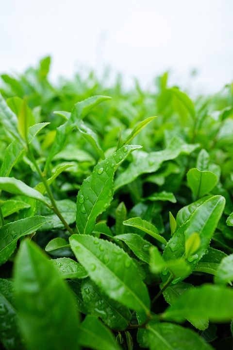 日本茶 狭山茶 日本 抹茶 绿色 自然 茶 埼玉 叶子 日本茶
