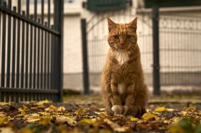 猫 宿醉 红色宿醉 家畜 观察到宿醉 家猫 可爱的 肖像