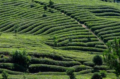 茶 茶园 茶叶 茶树 绿色 农业 农田 自然 植物 种植