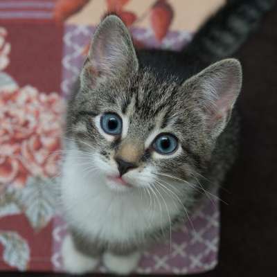 宿醉 小的 鲭鱼 小猫 家猫 家畜 可爱的 猫 猫宝宝 猫脸