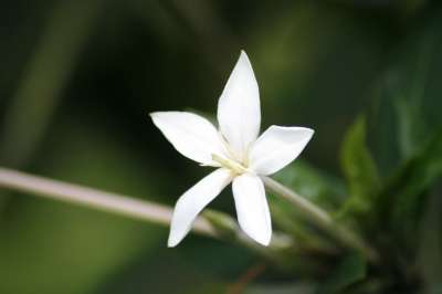 盛开 白色的 绿色 春天 花朵 植物 工厂 自然 美丽 植物学