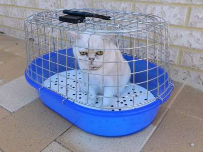 品种 伯米拉斯 育种 白色的 小猫 基蒂 可爱的 猫 喵