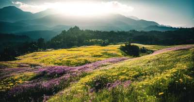 生成的Ai 幻想 性质 景观 牧场 鲜花 远景 阳光