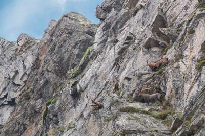 山 野山羊 阿尔卑斯山 岩石 景观