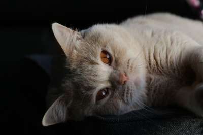 猫 小猫 英国短毛猫 毛皮 蓬松的 柔软的 肖像 动物 哺乳动物