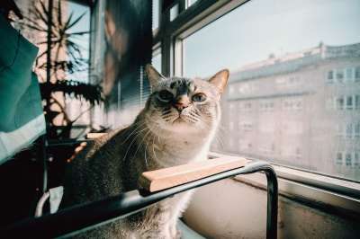 猫 动物 可爱的 老虎 小猫 宠物 狮子 毛皮 猫科动物 眼睛